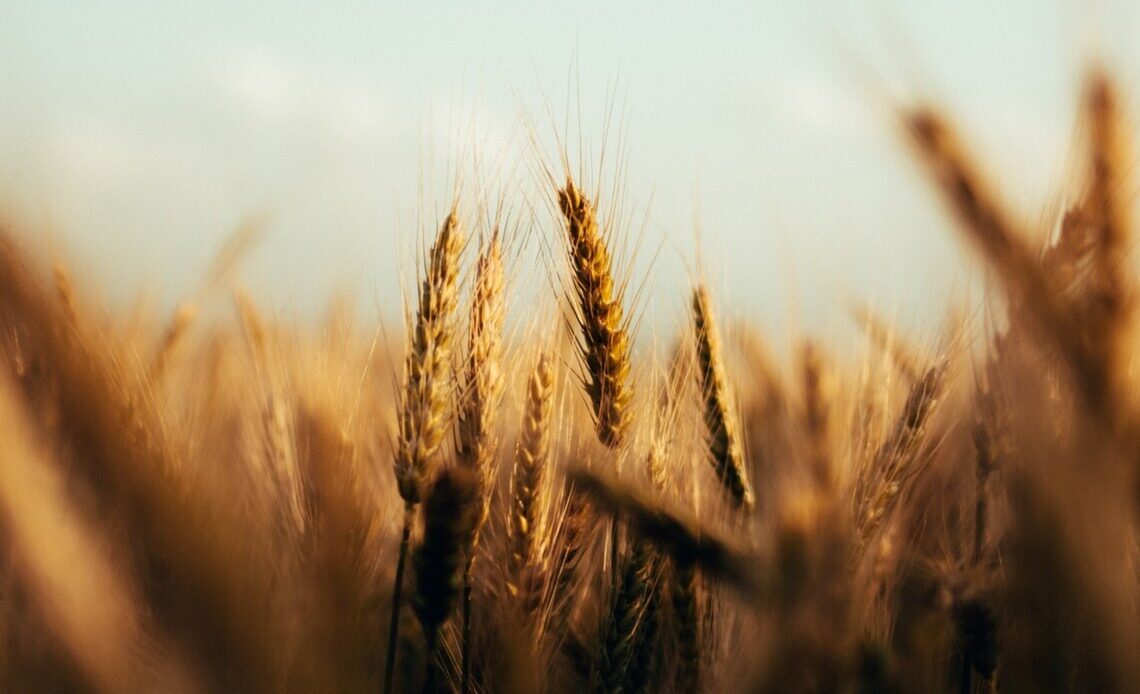 Crisi del grano